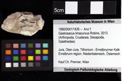 Foto (Objket + Etiketten) von Decapoda indet. 